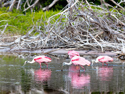 Roseate spoonbills in the Everglades National Park in Florida